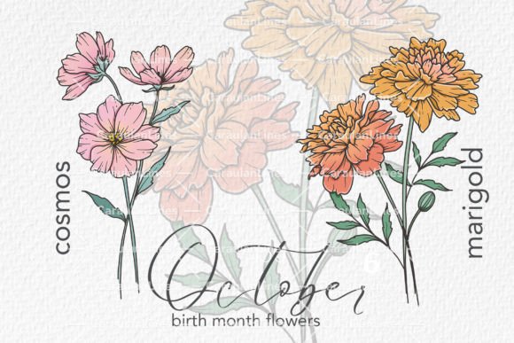 Download October Birth Month Flowers - October Collection